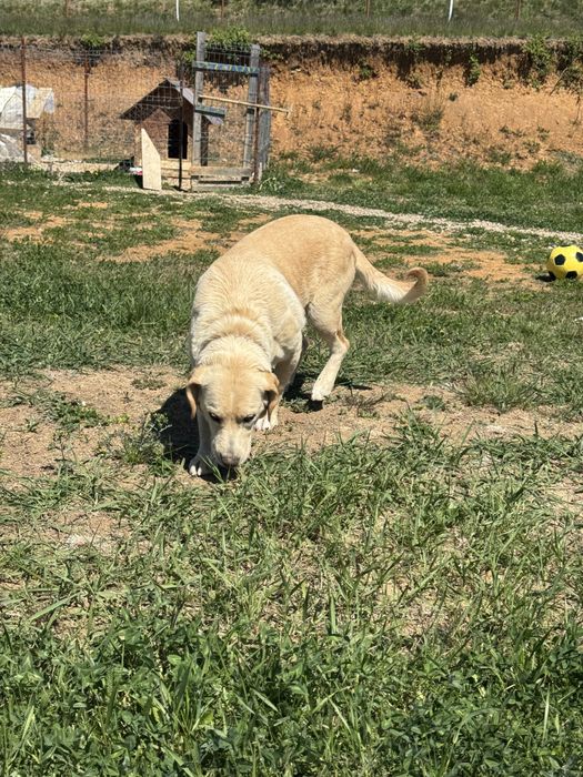 Donez spre adoptie catelusa Golden Retriever 3 ani