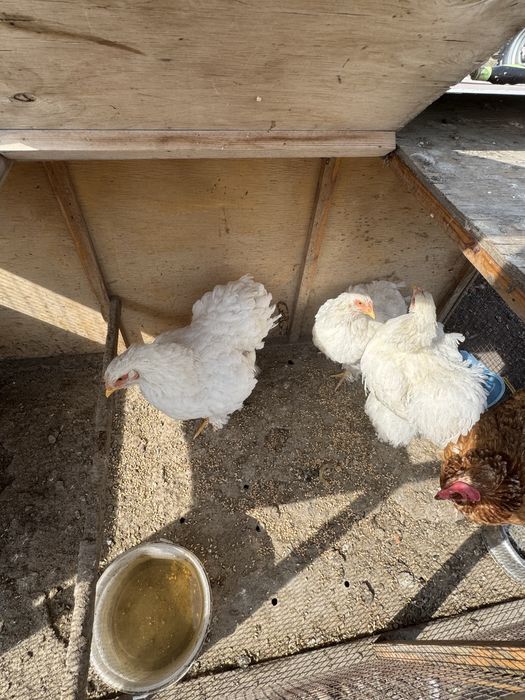 Продам кохетнцев 8 месяцев