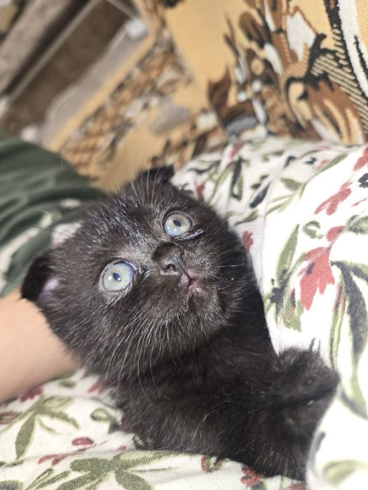 Scottish straight шотландские вислоухие