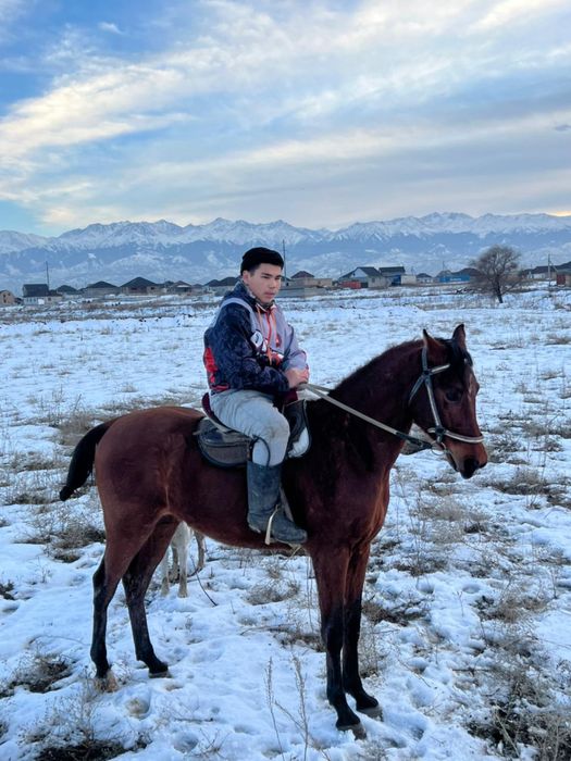 продам лошадь айгыр жеребец