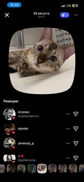 Бенгалский кот на вязку