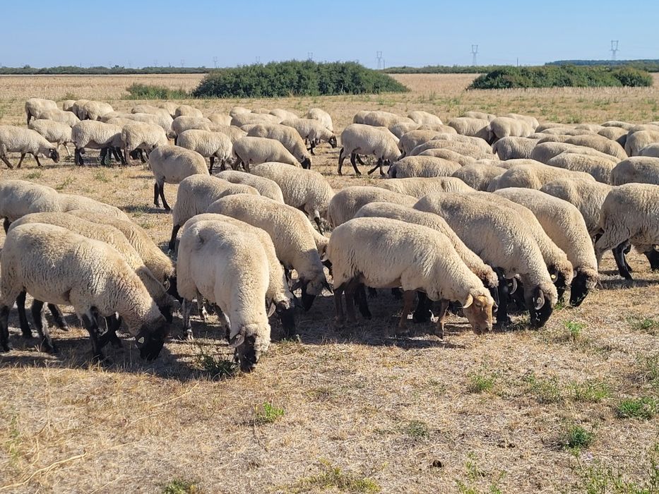 Oi țigai de vanzare