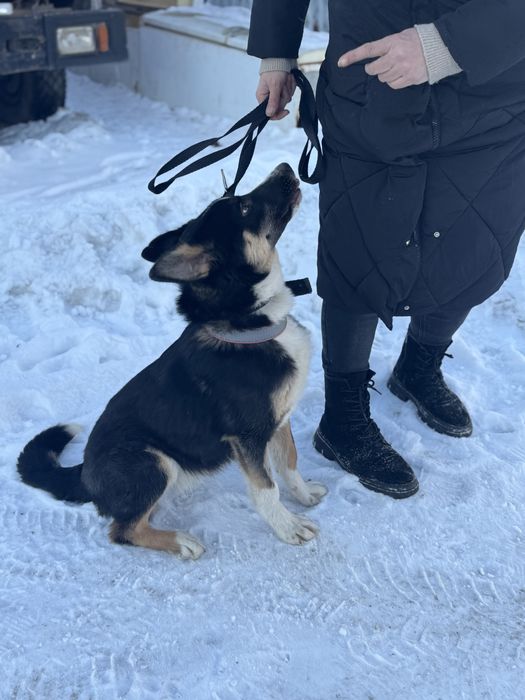 Щенок 9 месяцев ишет дом