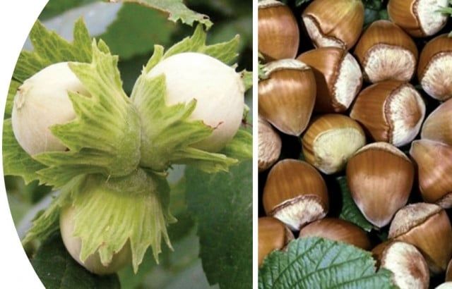 Alun Soiul Tonada Gentile