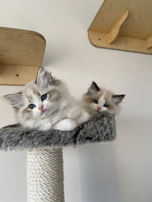 Regdoll Рэгдолл!!!