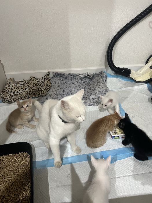 Котята бесплатно отдам