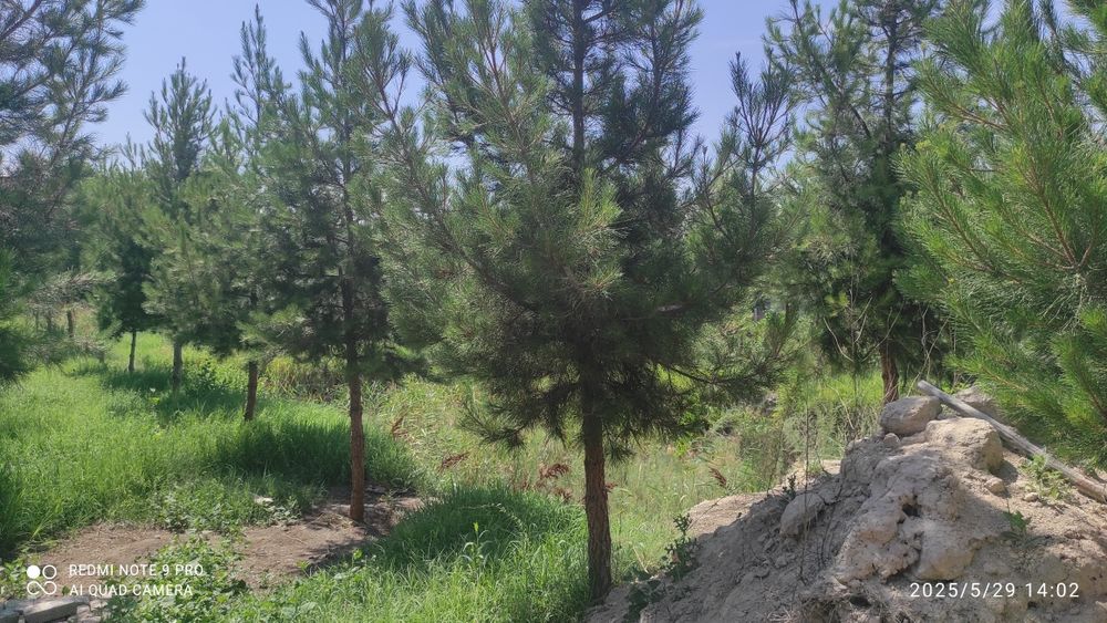 Bassen uchun mõljallanga. 10.5 sotix yer maydoni sotiladi atrofi õralg