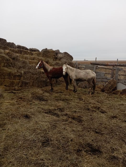 Продам жеребчика