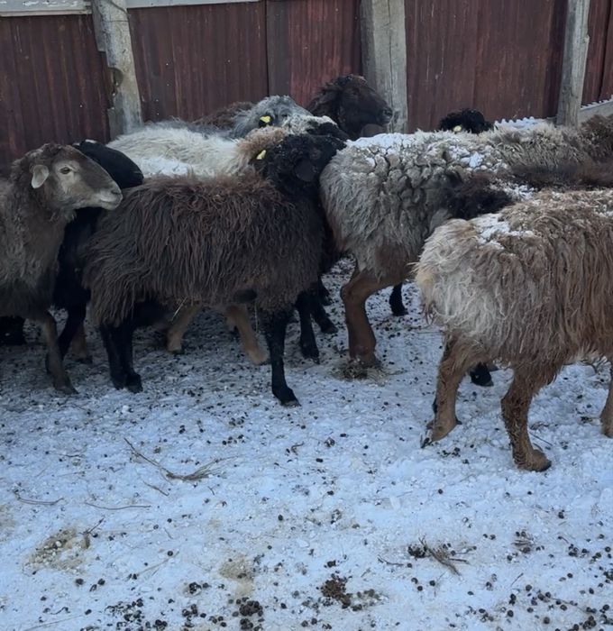 Қошқарлар сатылады