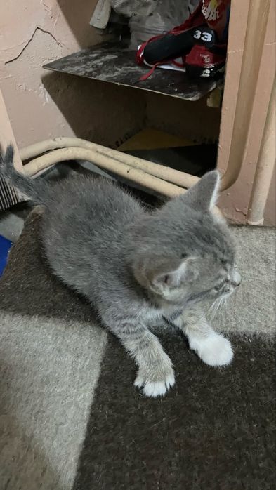 Отдам даром 3 мальчик 2 девочек