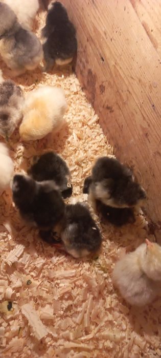 Брама гигант жужалари сотилади з⁹