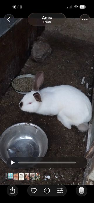 Продава зайци живи или изчистени