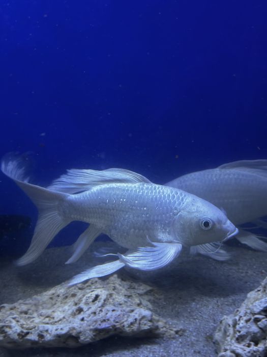 Рыба Коя платина