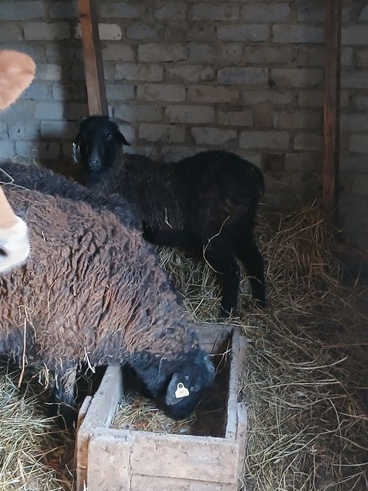 Продам  баран на мясо