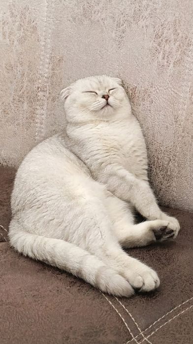 ( Вязка) British Shorthair Chinchilla silver classic Tabby
