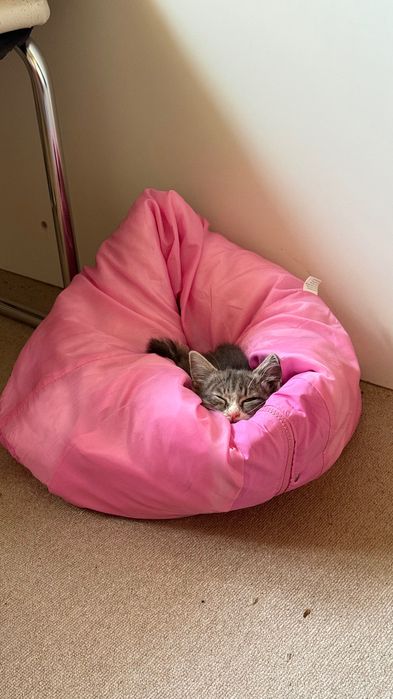 Отдам в очень добрые руки двухмесячного котёнка-девочку