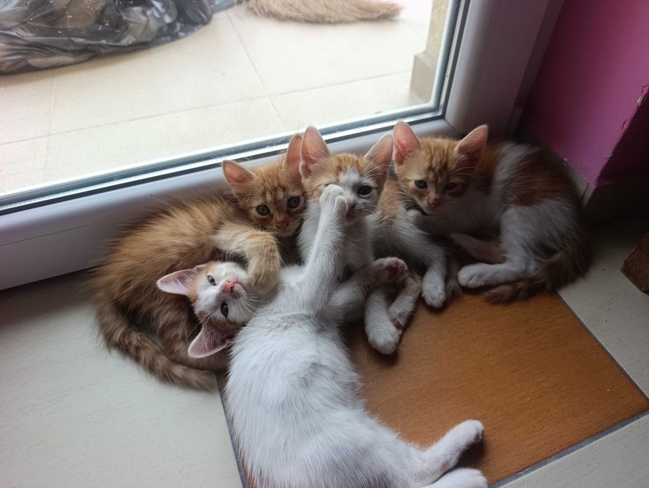 котета на 8 седмици