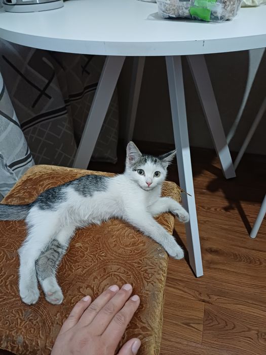 Котёнок мальчик около 3 месяцев