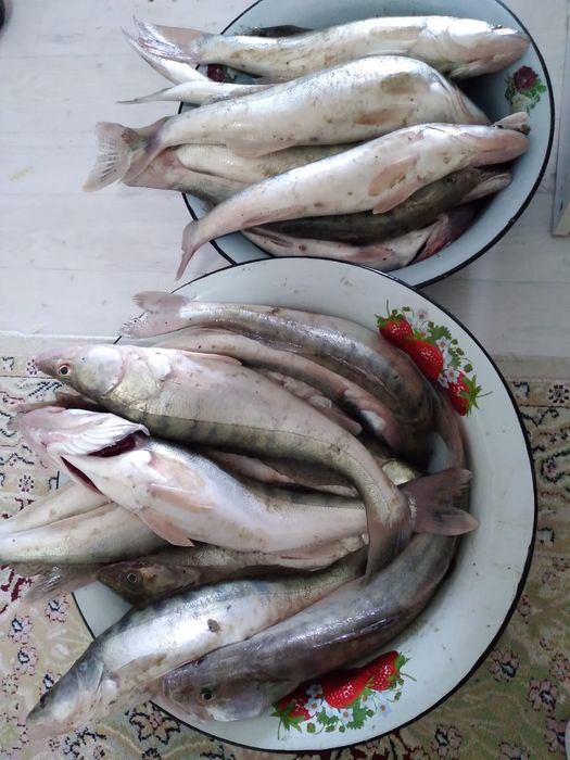 Судак Атырау жайык