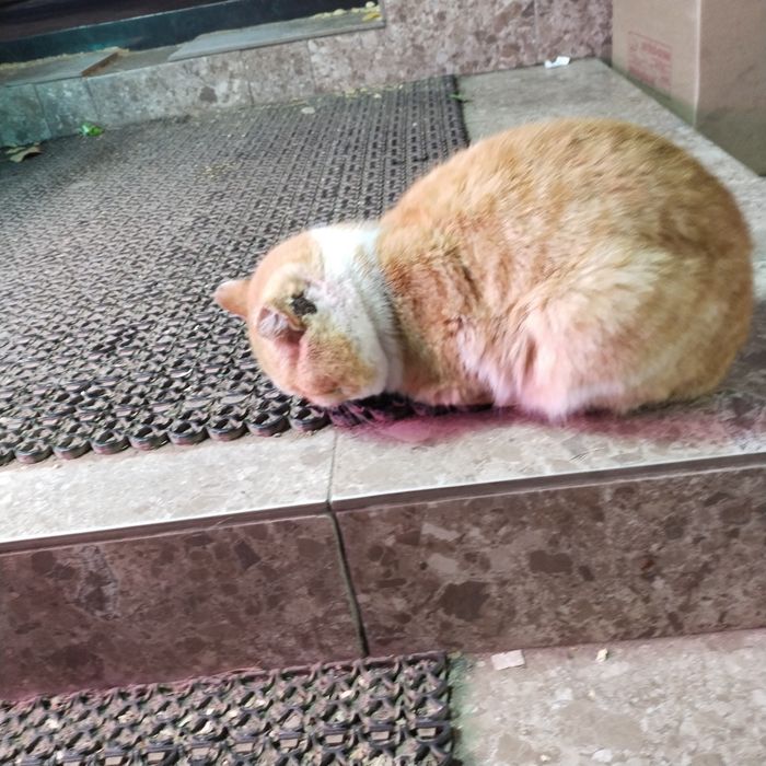 Кот грустный в добрые руки