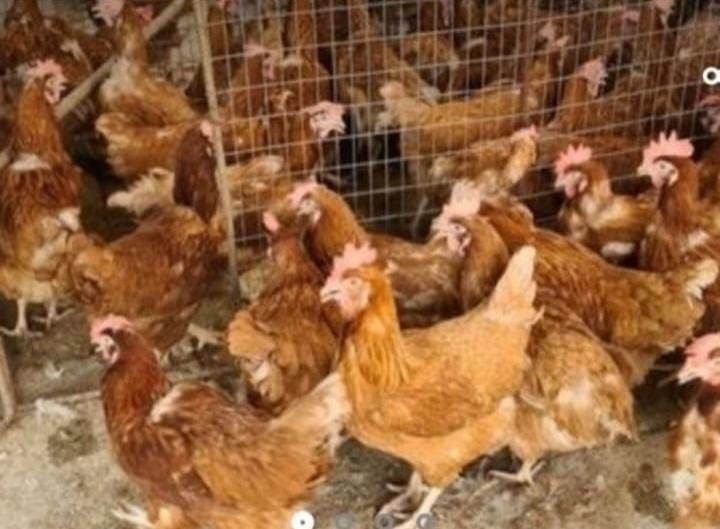 Куры несушки Ломан Браун