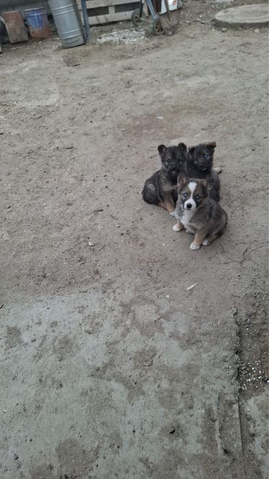 Щенки в добрые руки