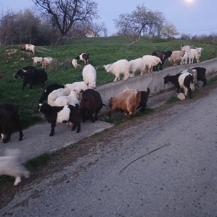 Iezi de vânzare    .