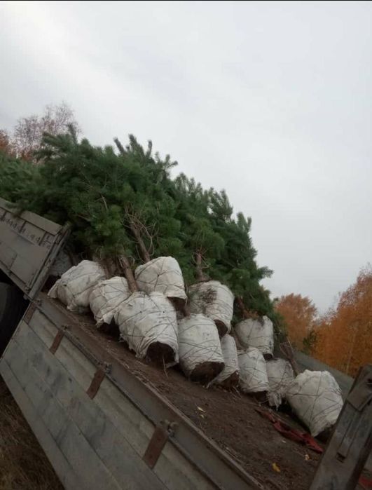 Начался сезон посадки!!!