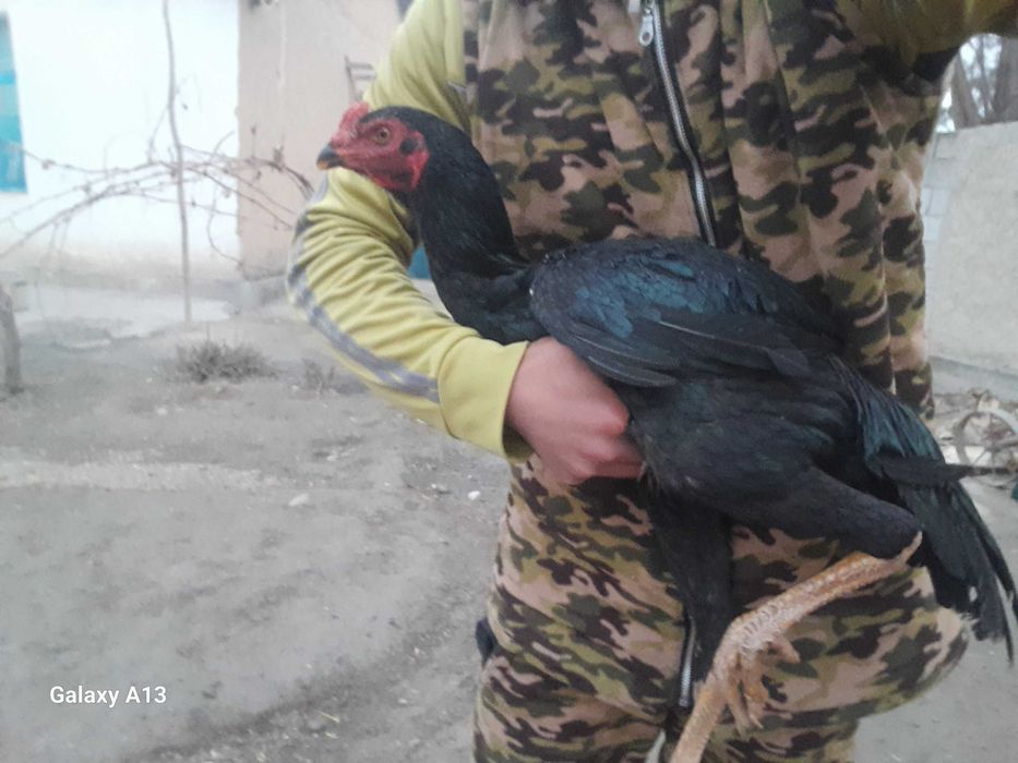 Dakan xo'roz zo'r zot