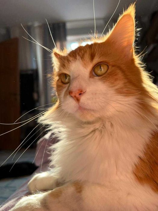 Пропал кот породы мейнкун