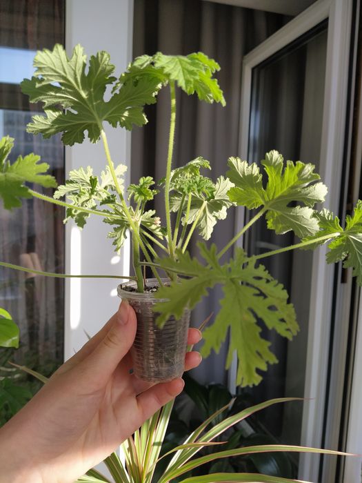 Душистая пеларгония