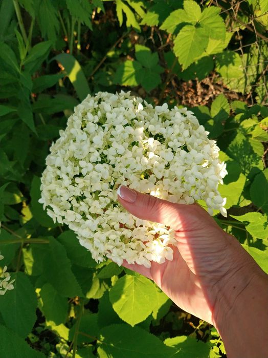 Гортензия Анабель