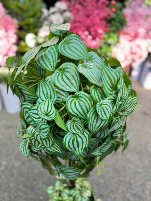 Дерево для фотозоны