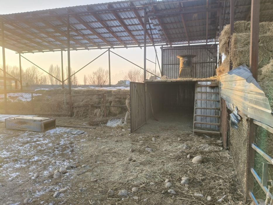 Ет, согым,соғым,жылкынын ети