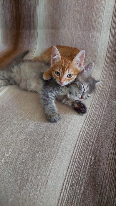 Котята девочки в добрые руки