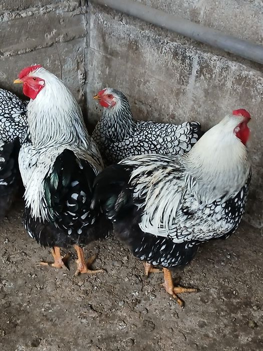 Cocoși și găini de vânzare