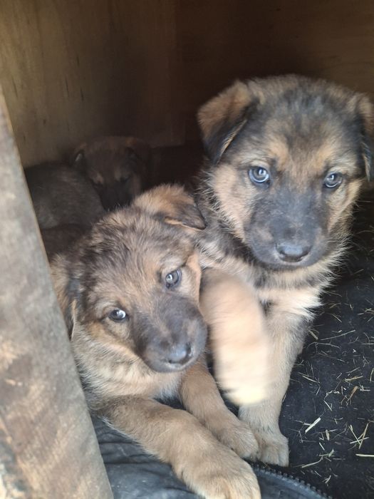 Щенята в надежные руки.