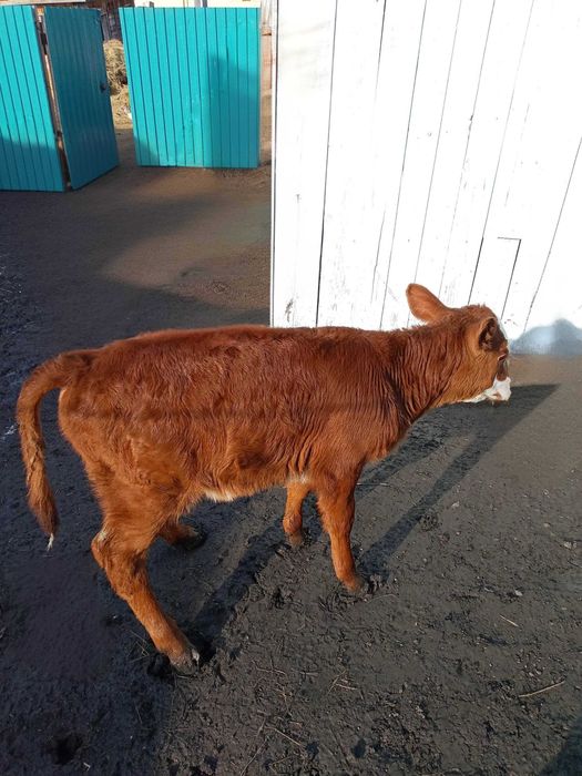 продам телочку 1,5 месяца