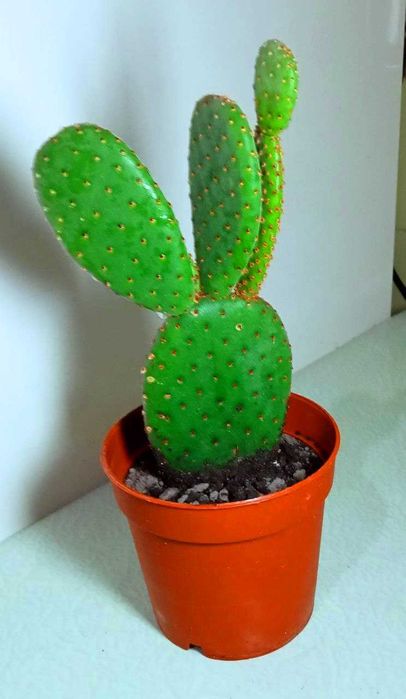Продам. Кактус Опунция.