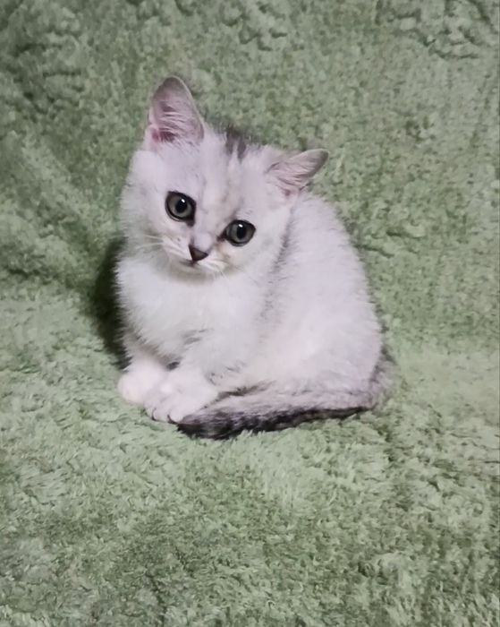 Малышка манчкин серебряная шиншилла