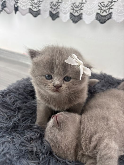 British shorthair blue