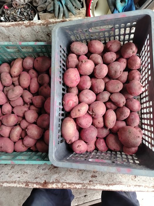 Продам картошку сменной