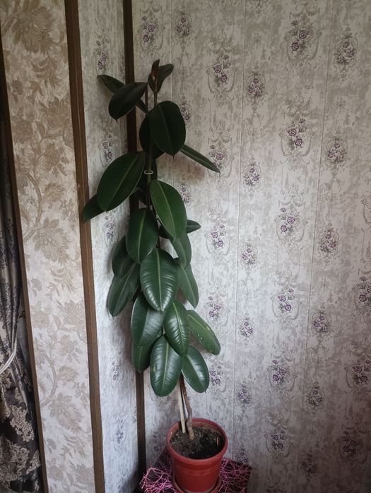 Продам фикусы,есть две штуки