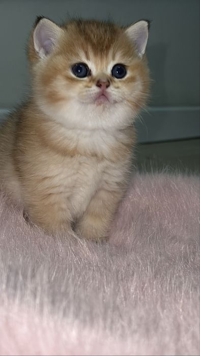 Золотая британская шиншилла ny 12