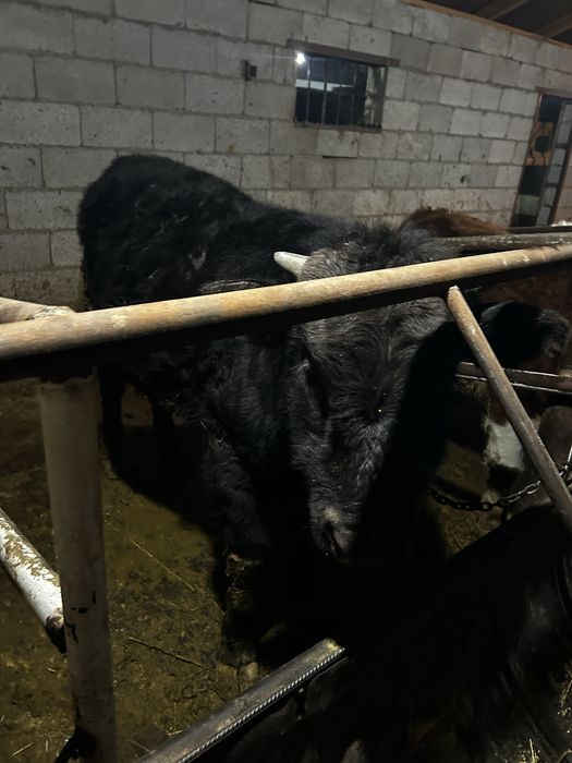 Бычок 9-10 айлык