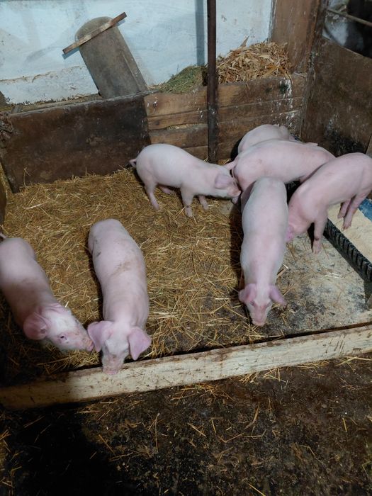 Продавам малки прасенца