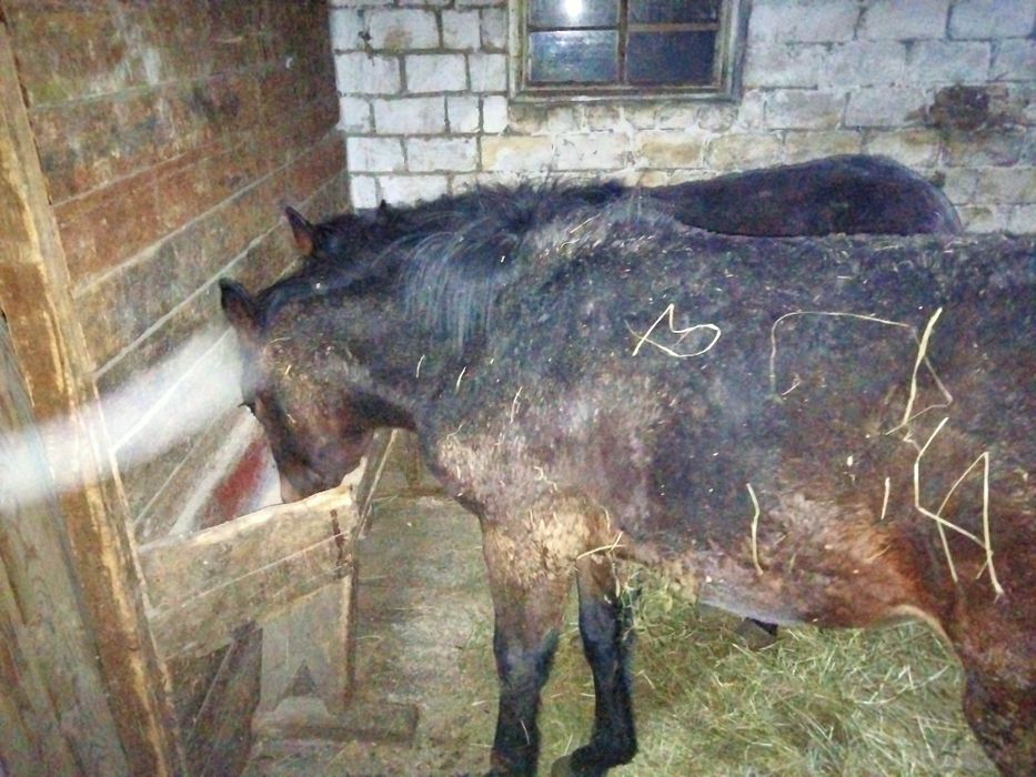 Продам кобылки 6 месяцев.