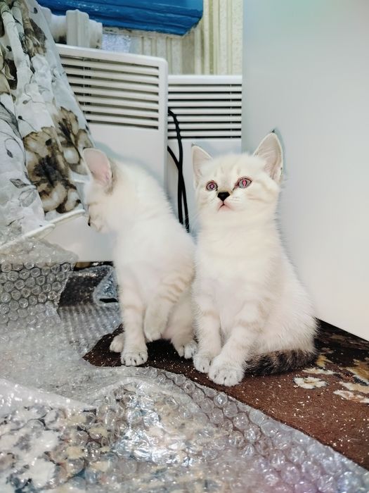 Котята девочки ищут дом