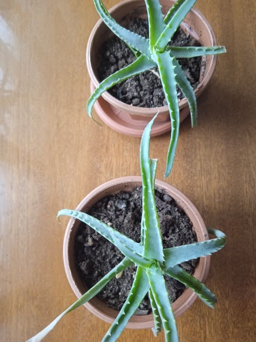 Продам молодой алоэ 2х-летка