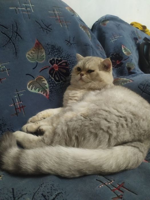 Шотландский кот вязка